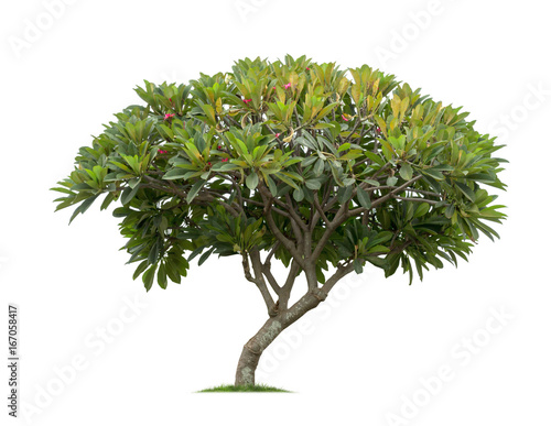 Isolated frangipani or plumeria tree on white background