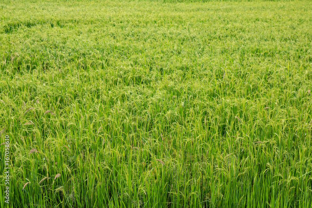 Beautiful rice field in Thailand