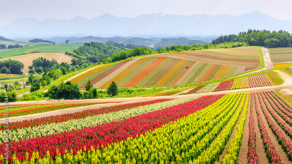 Fototapeta premium Panoramic Colorful Flower Field in Summer, Hokkaido Japan