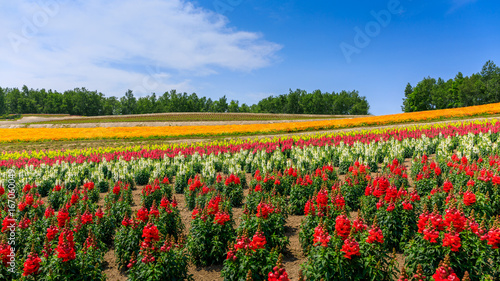 Panoramic Colorful Flower Field in Summer, Hokkaido Japan © supparsorn