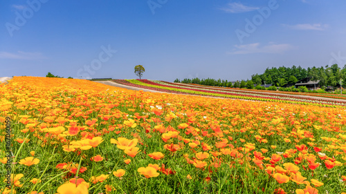 Panoramic Colorful Flower Field in Summer, Hokkaido Japan