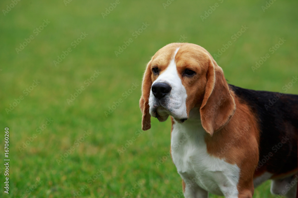 dog breed beagle