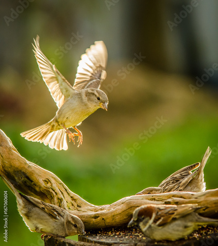 sparrow in flight © Nathan McClunie