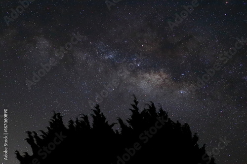 Fototapeta Naklejka Na Ścianę i Meble -  Silhouette bush on beautiful milky way on night sky background.