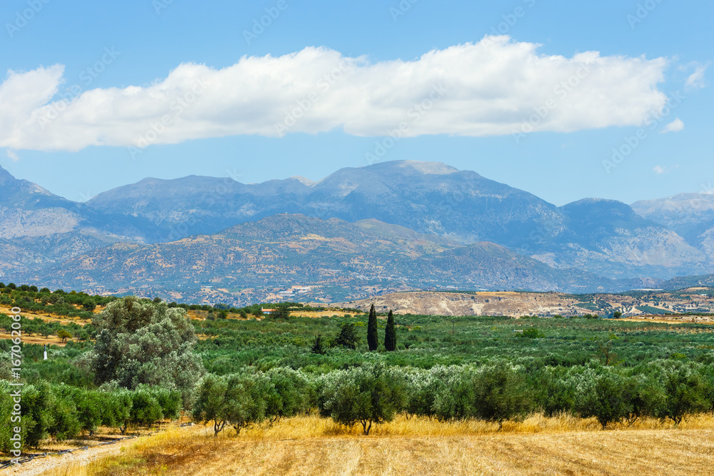 Beautiful mountain landscape with olive plantation, Crete Island, Greece