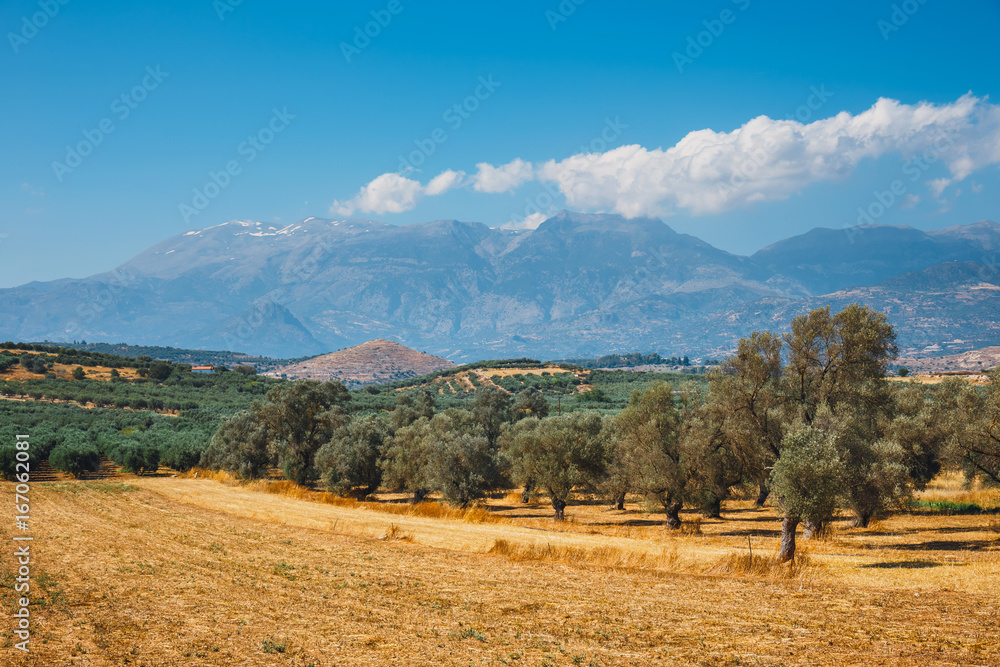 Beautiful mountain landscape with olive plantation, Crete Island, Greece Beautiful mountain landscape with olive plantation, Crete Island, Greece