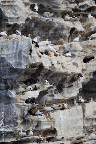 Sula bassana nidifica in colonie sulla costa delle isole Shetland Scozia