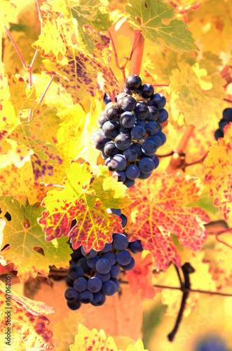 Ripe grapes on vine in Crimea Ukraine vineyards