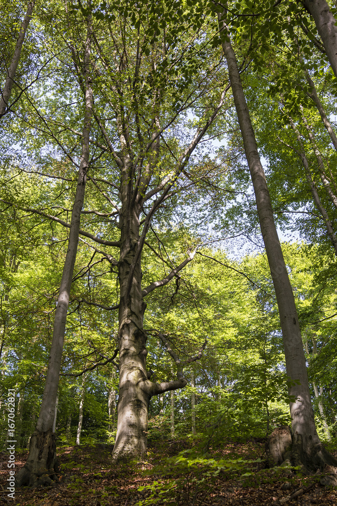 Fototapeta premium A large beech tree growing on a slope in a forest.