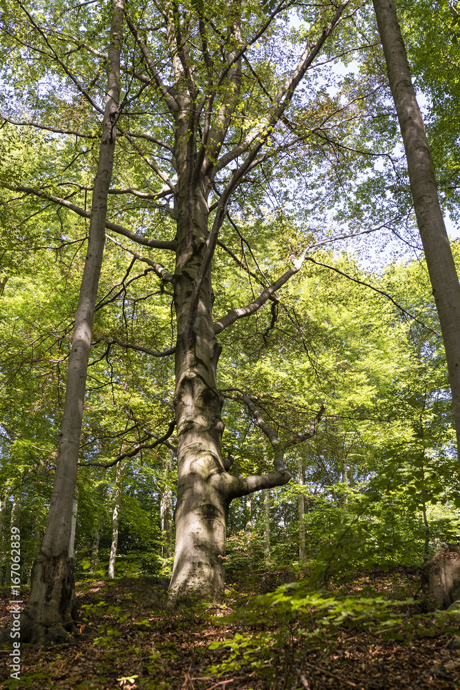 Fototapeta premium A large beech tree growing on a slope in a forest.