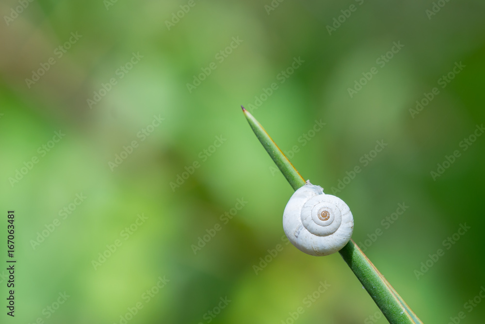 Snail House on Pointy Leaf with Green Background Snail House on Pointy Leaf with Green Background