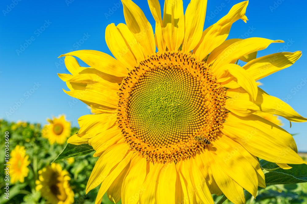 Naklejka premium Yellow field of sunflowers