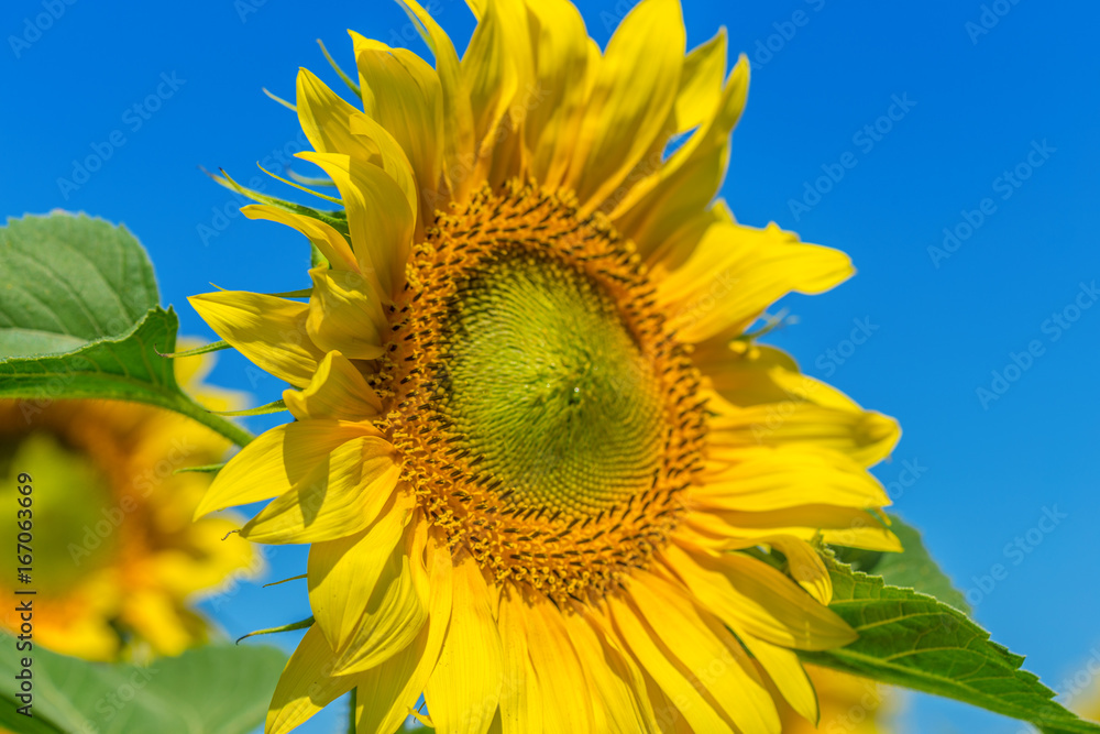 Naklejka premium Yellow field of sunflowers