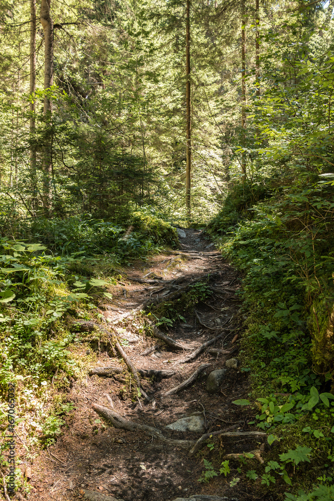 Fototapeta premium Ścieżka przez las