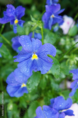 Blue viola flowers with green 