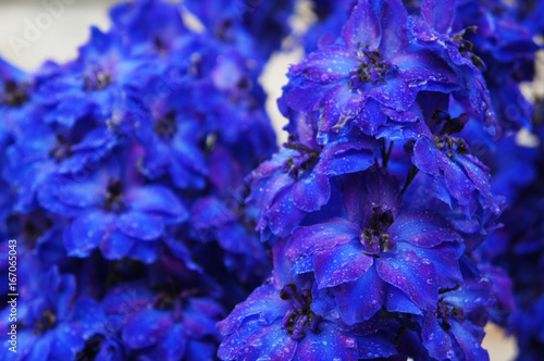 Fotografia Delphinium elatum many blue flowers