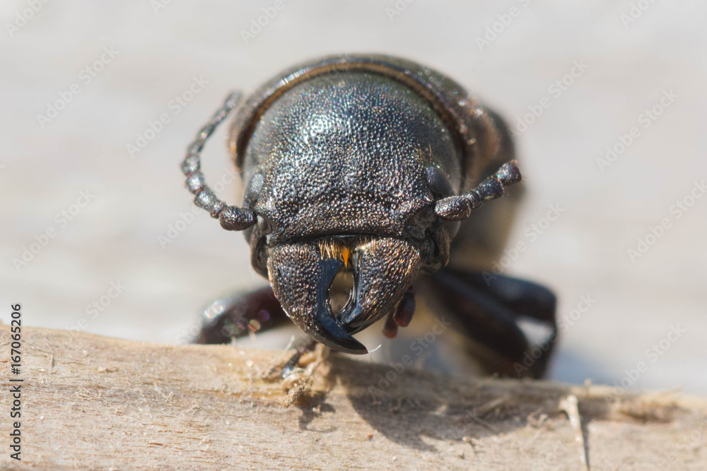 Dead beetle bark beetle Dead beetle bark beetle