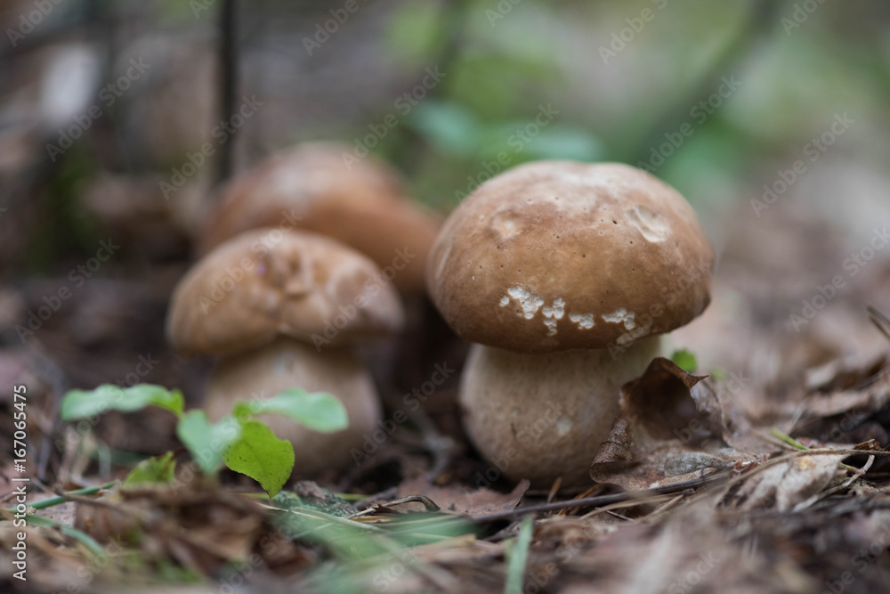 Edible mushroom boletus growing from the ground in the background of the forest Edible mushroom boletus growing from the ground in the background of the forest