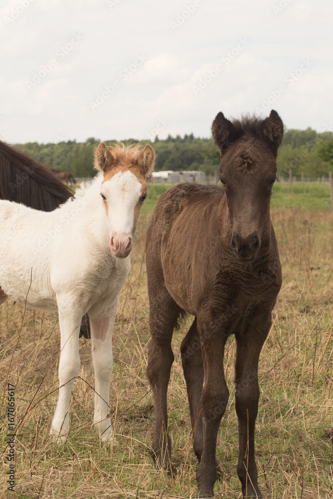 Tierkinder