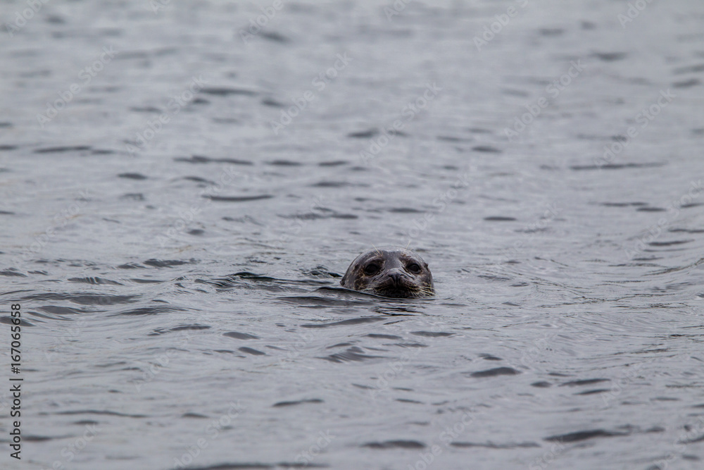 Fototapeta premium foca comune phoca vitulina