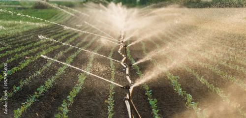 Irrigation system watering a crop of soy beans photo