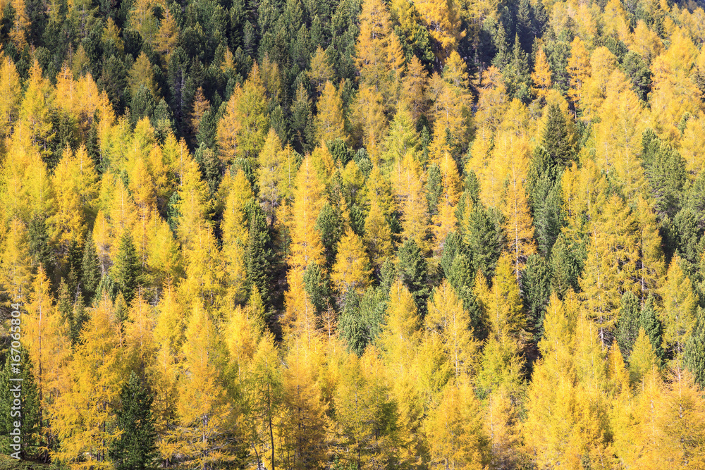 Larch tree woods Larch tree woods