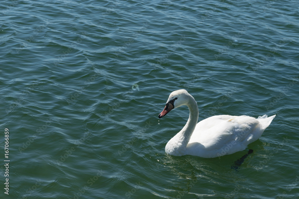 single white swan swims on blue sea water single white swan swims on blue sea water