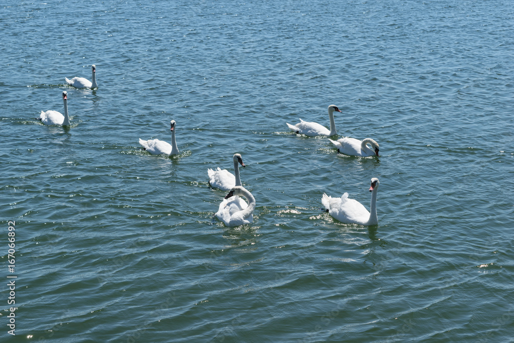 group of white swans swims on blue sea water group of white swans swims on blue sea water