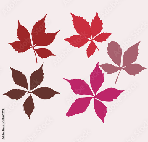 Autumn virginia creeper lea...