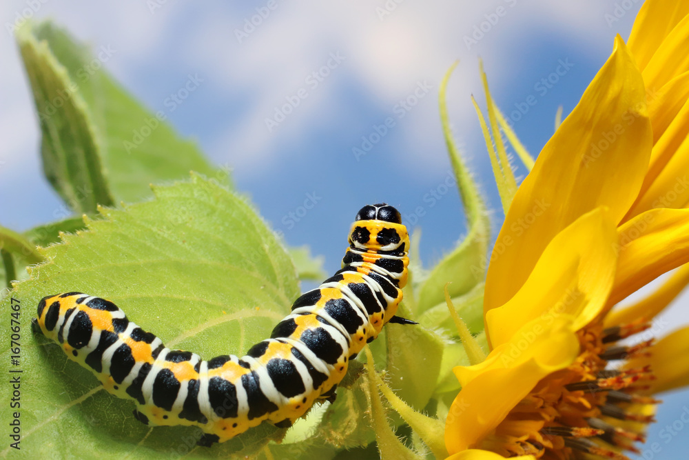 Naklejka premium Caterpillar