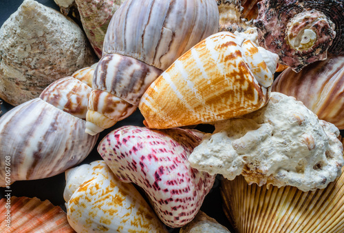 Full frame of colorful bright seashells useful for spa, serenity, peaceful, summer and other projects.