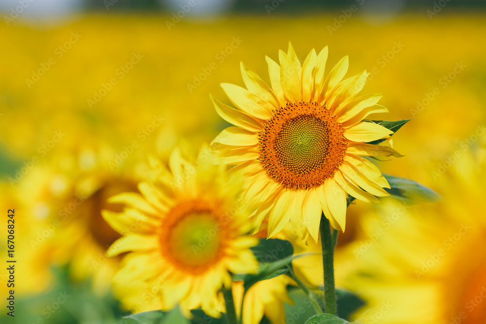 Lonely beautiful yellow sunflowers in the field Lonely beautiful yellow sunflowers in the field
