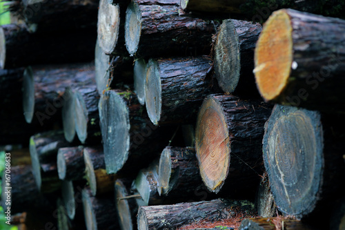 伐採された樹木