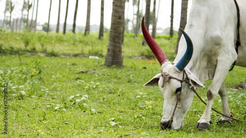 Cow