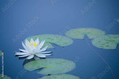 睡蓮の花　志賀高原