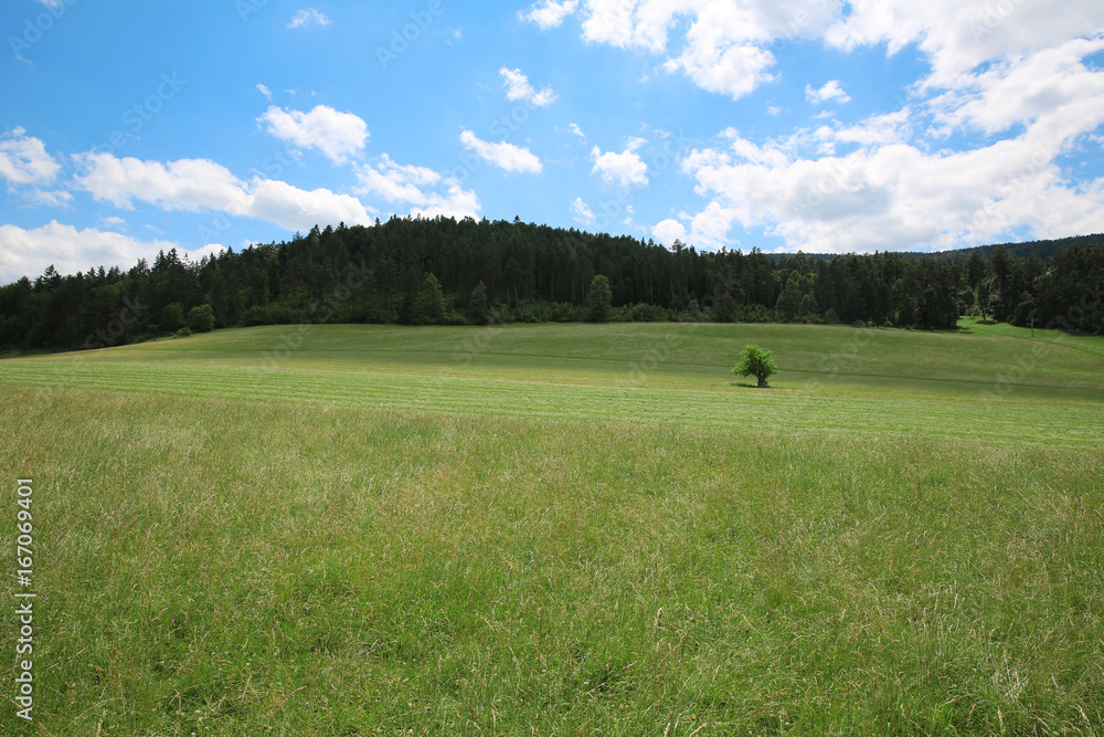 Landscape in the mountains where meadow connects with the forest Landscape in the mountains where meadow connects with the forest