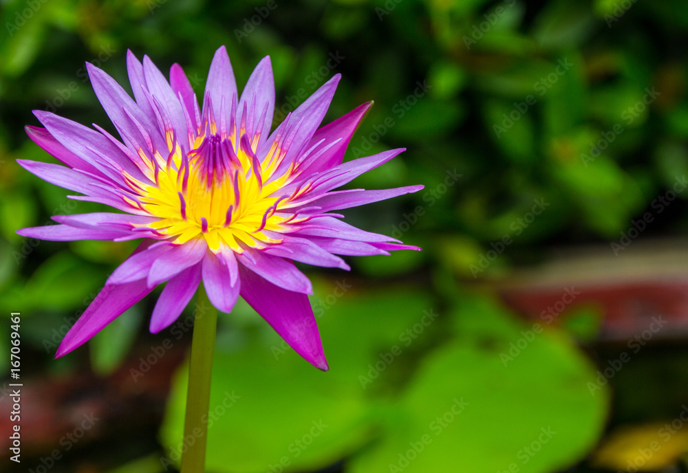 close up lotus flower.flower picture of beautiful purple lotus on the pond with yellow pollen or close up colorful water lily with scientist named Nymphaeaceae (hybrid) isolated on black background close up lotus flower.flower picture of beautiful purple lotus on the pond with yellow pollen or close up colorful water lily with scientist named Nymphaeaceae (hybrid) isolated on black background