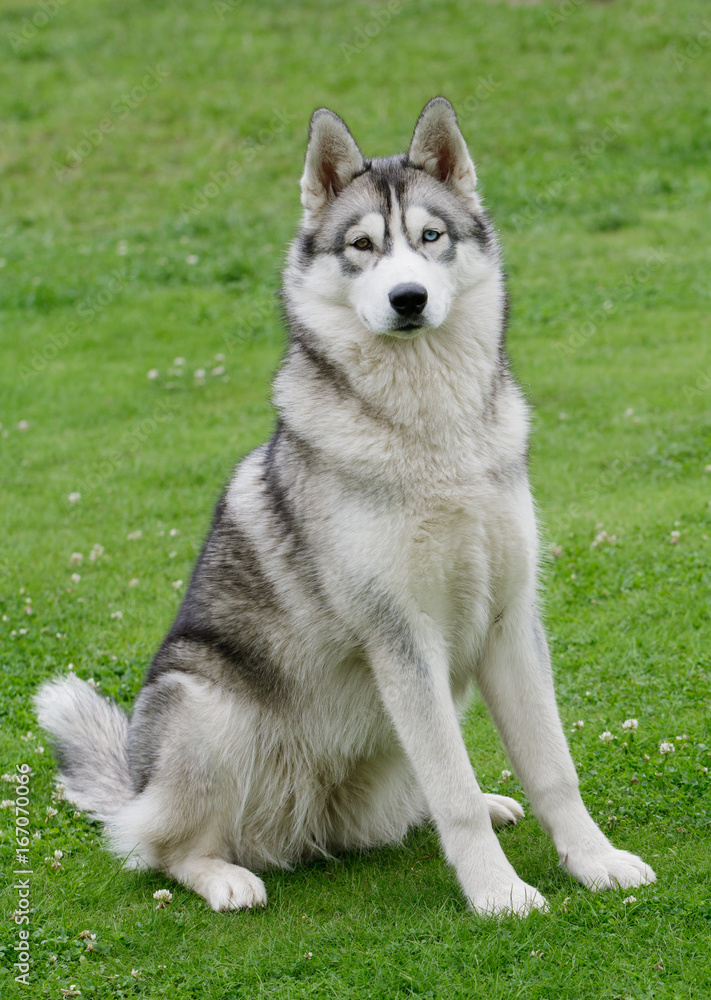 Portrait of beautiful Siberian Husky dog.