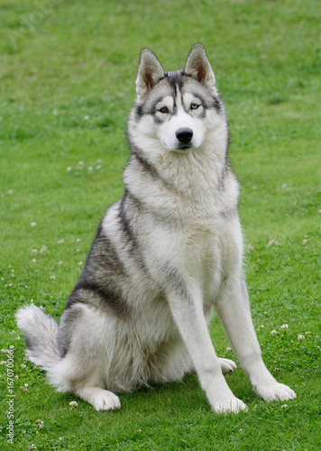 Portrait of beautiful Siberian Husky dog.