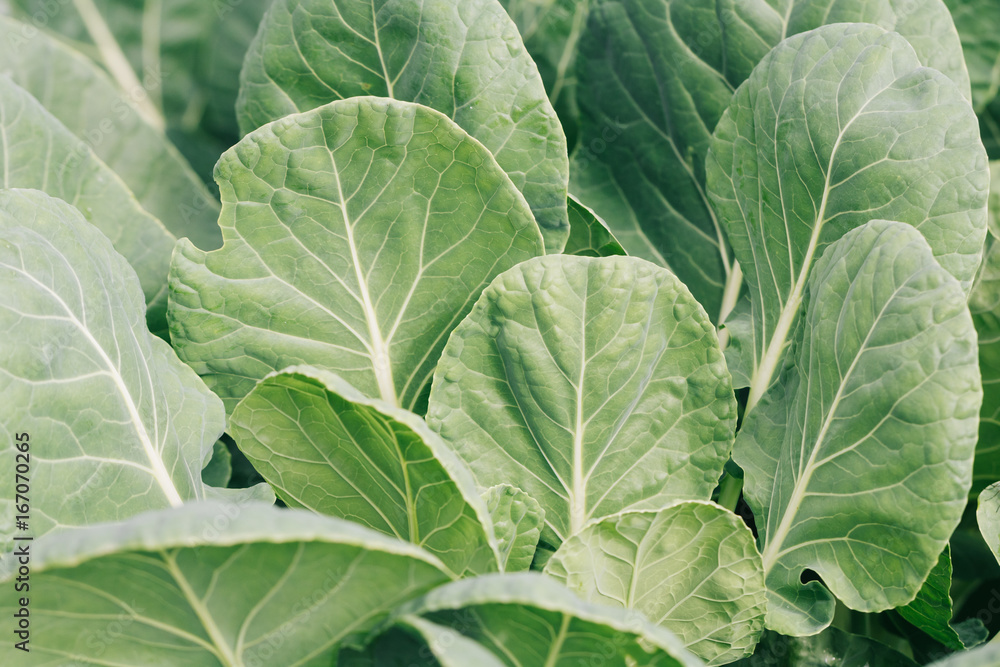 Close-up of cabbage growing on the ground Close-up of cabbage growing on the ground