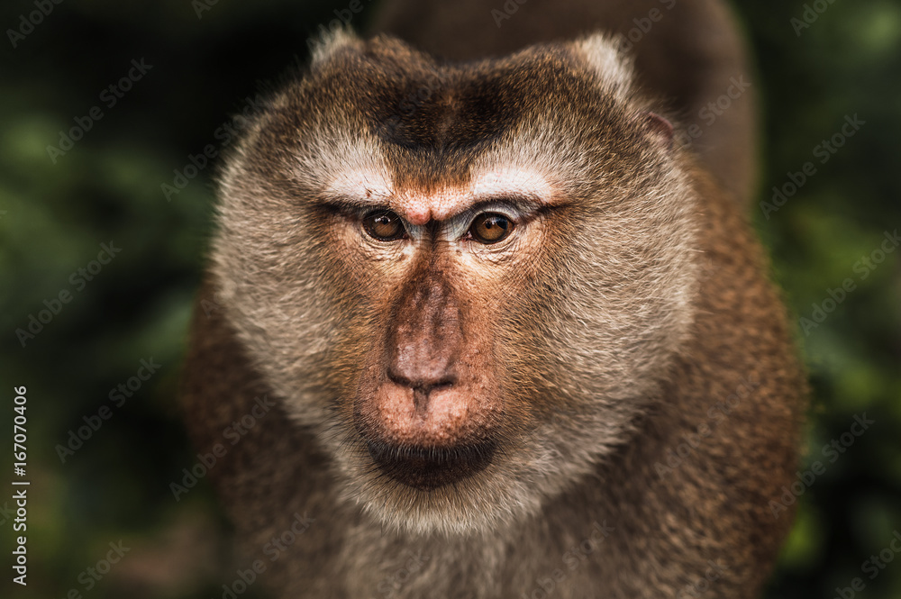 Obraz premium Portrait of a wild monkey. A selfie of a monkey. Macaque looks at the camera. Wild primates. Wild animal. Animal eyes. Anthropoid