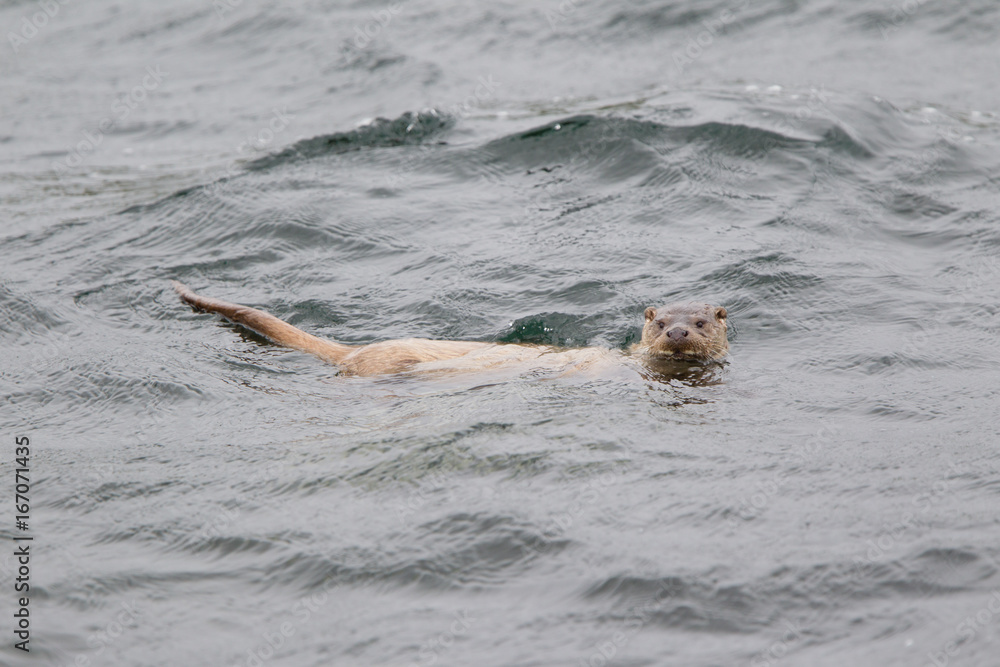 Obraz premium lontra di fiume nel mare alle isole Shetland