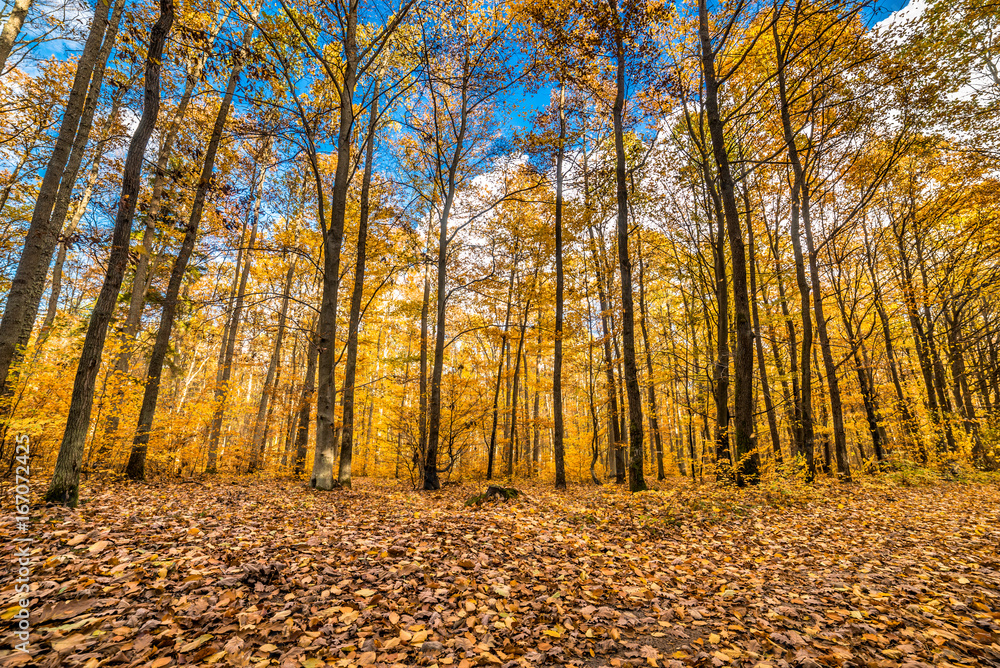 Obraz premium Golden autumn forest with fallen leaves, fall landscape