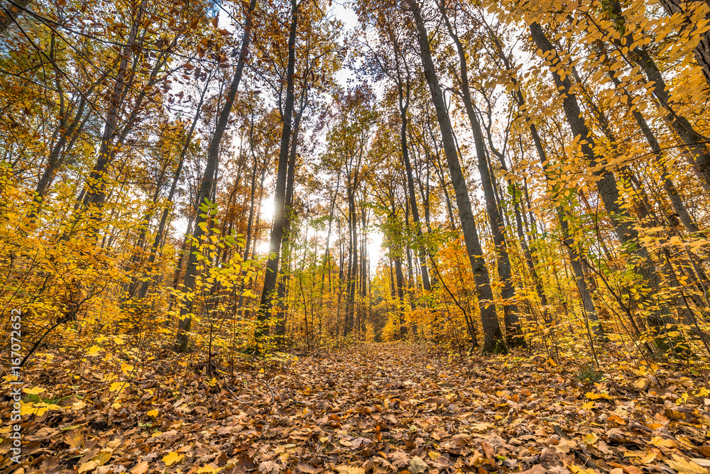 Obraz premium Golden autumn forest with fallen leaves, fall landscape