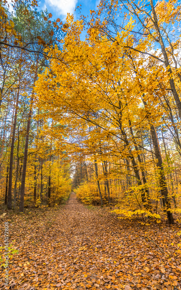 Naklejka premium Golden trees and path with fallen leaves in the forest, autumn landscape