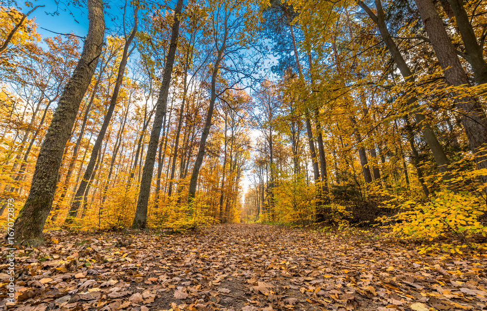 Fototapeta premium Golden trees and path with fallen leaves in the forest, autumn landscape