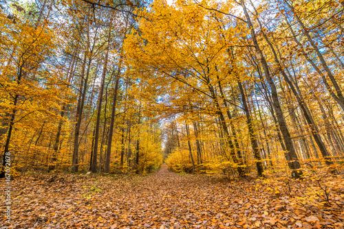 Golden autumn forest with fallen leaves, fall landscape
