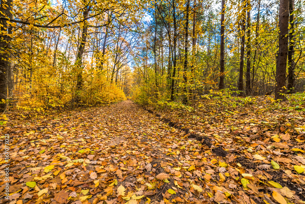 Golden trees and path with fallen leaves in the forest, autumn l Golden trees and path with fallen leaves in the forest, autumn l