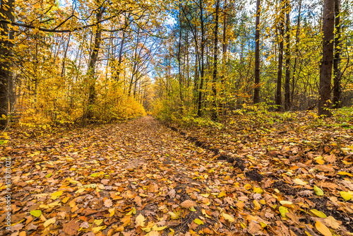 Golden trees and path with fallen leaves in the forest, autumn l