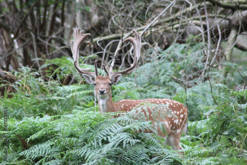 Naklejka premium cerf center park